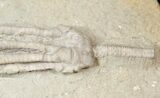 Parascytalocrinus Crinoid - Crawfordsville, Indiana #16088-2